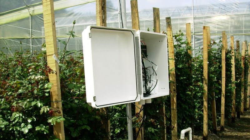 Colombia: Fighting Fungus on Roses