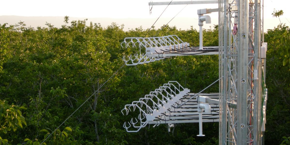 California: Turbulence Study in Walnut Orchard